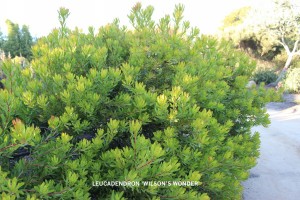 Leucadendron 'Wilson's Wonder' foliage